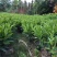出售袋苗非洲茉莉40-100高
