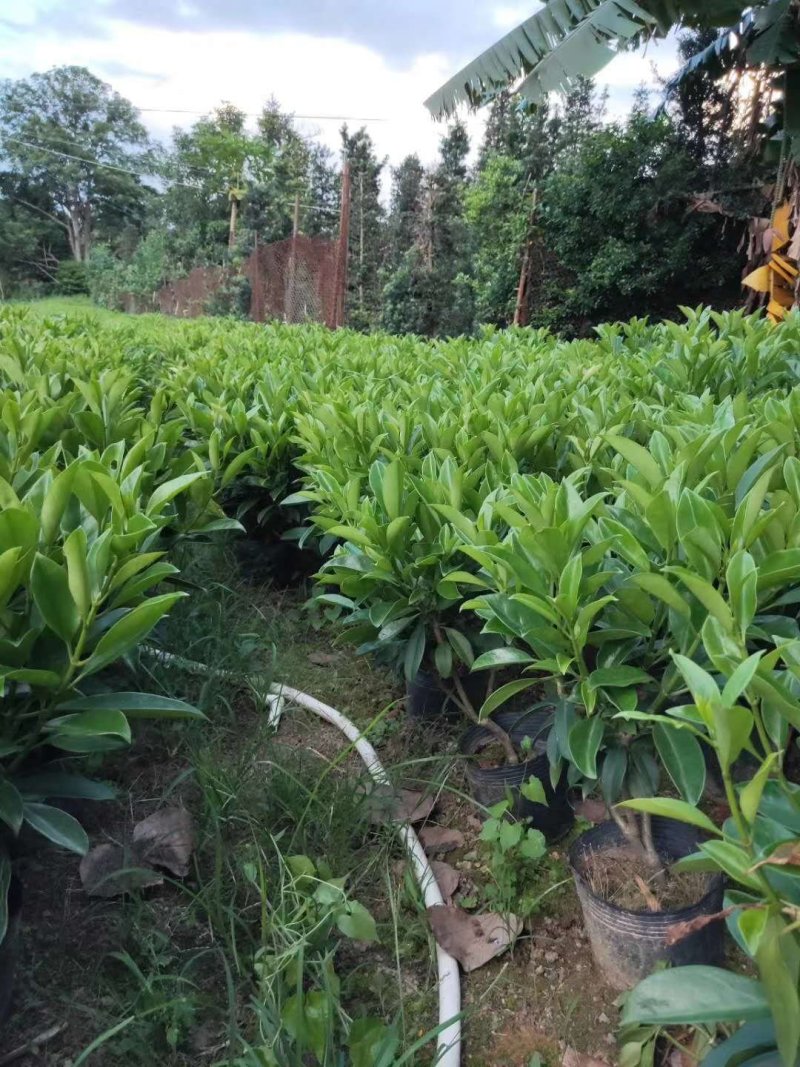 出售袋苗非洲茉莉40-100高