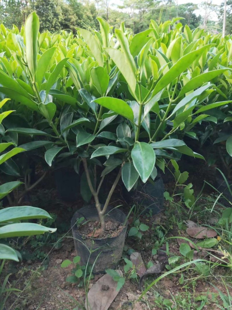 出售袋苗非洲茉莉40-100高