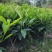 出售袋苗非洲茉莉40-100高