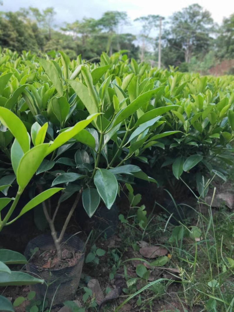 出售袋苗非洲茉莉40-100高