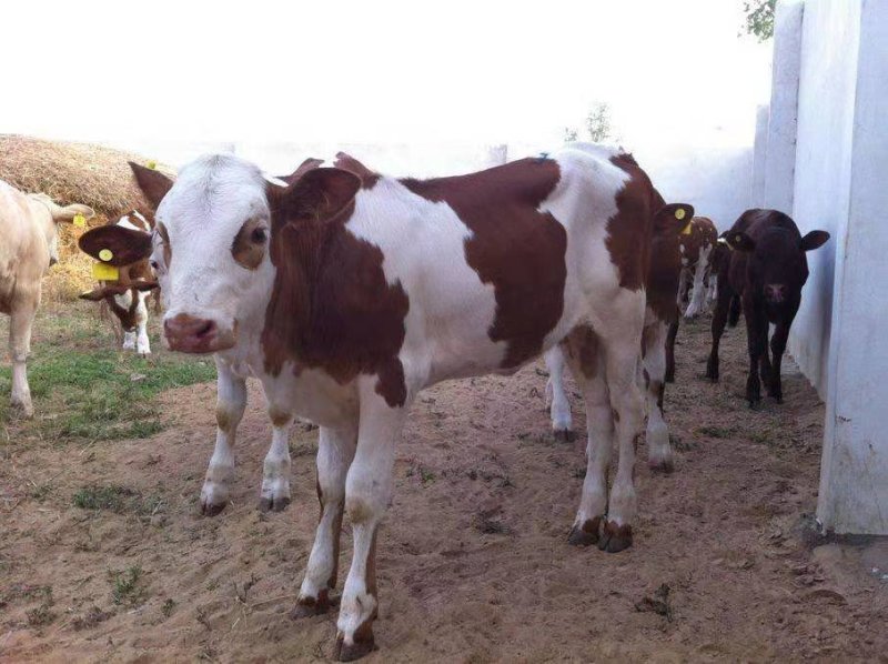 西门塔尔肉牛牛犊欢迎选购享受1000元补贴包运输