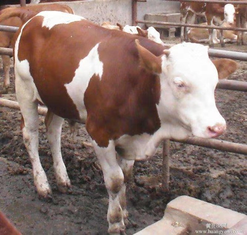 西门塔尔肉牛牛犊欢迎选购享受1000元补贴包运输