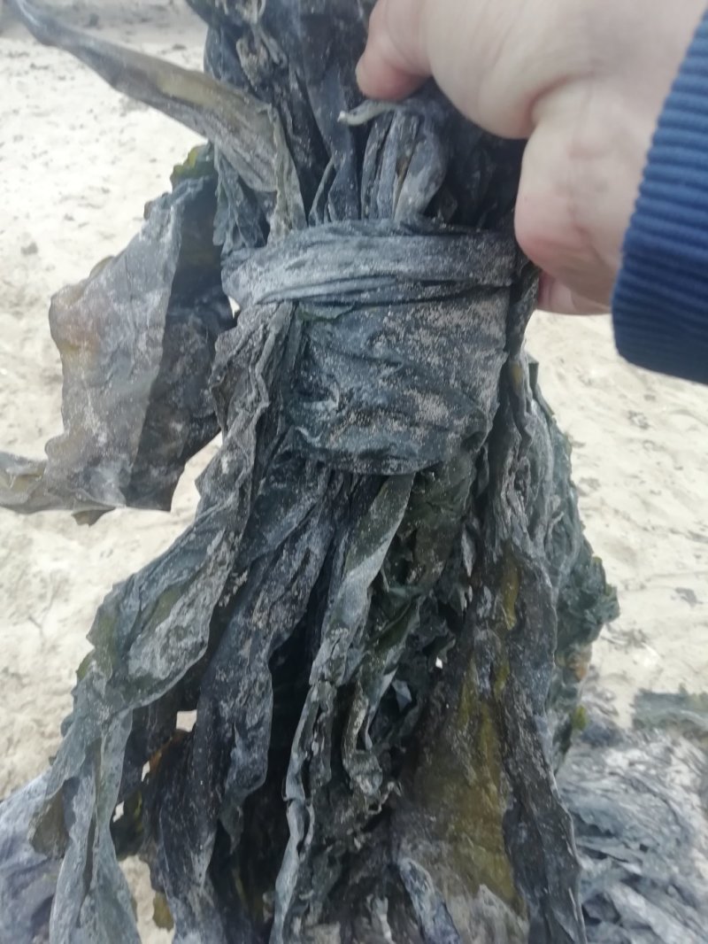 干海带，散菜价格，打捆标准可以根据客户需要（挂菜）