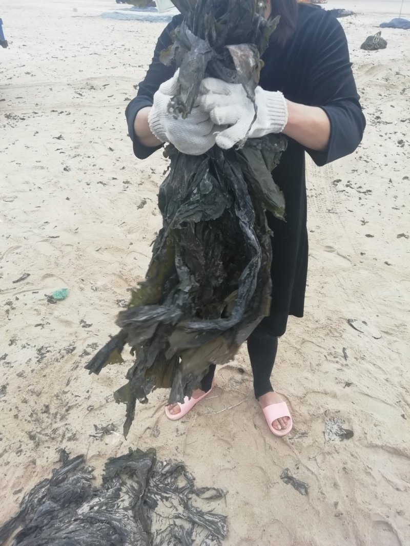 干海带，散菜价格，打捆标准可以根据客户需要（挂菜）
