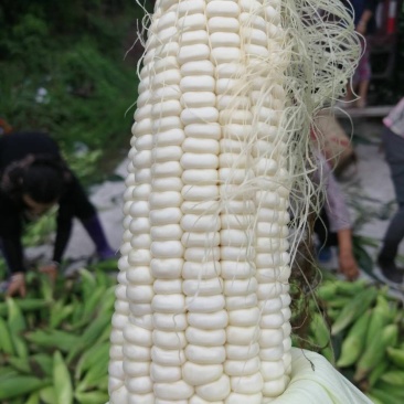 玉米口感非常好需要的老板联系我