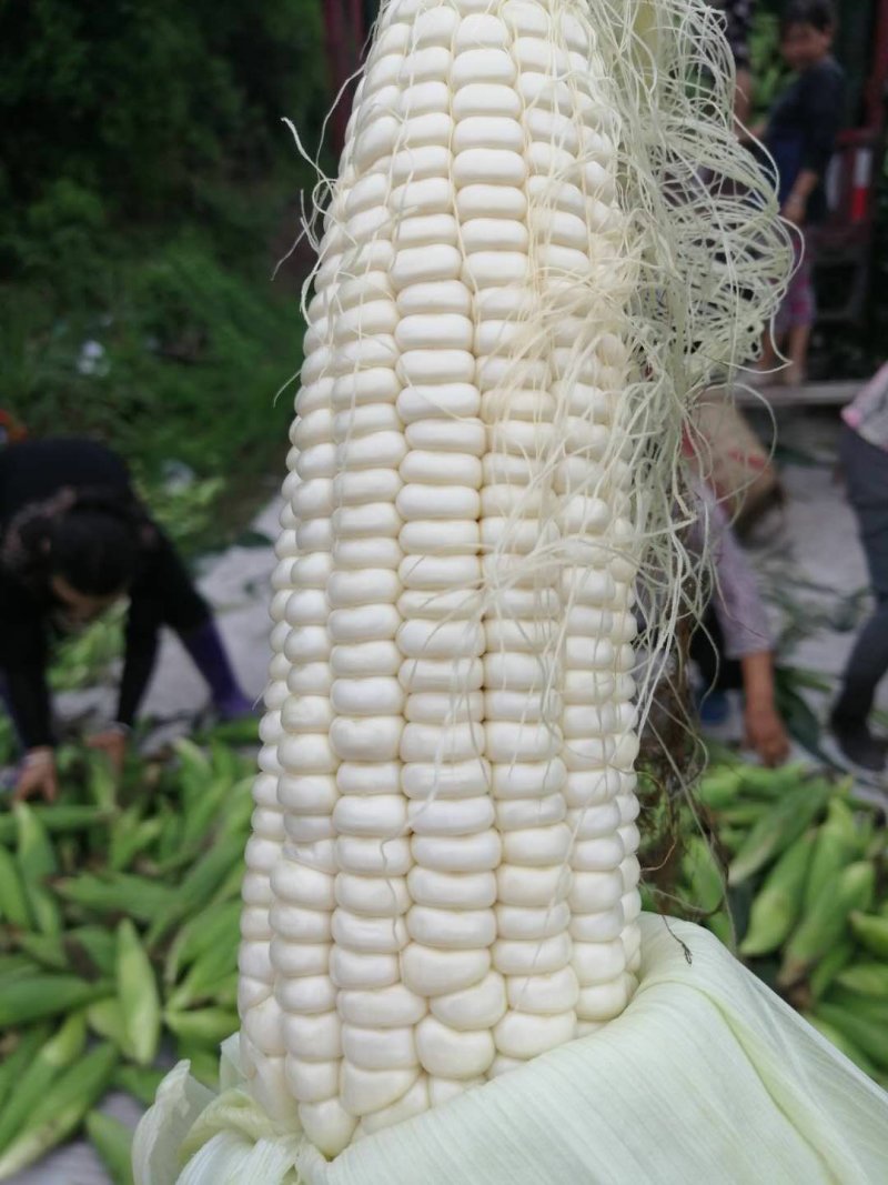 玉米口感非常好需要的老板联系我