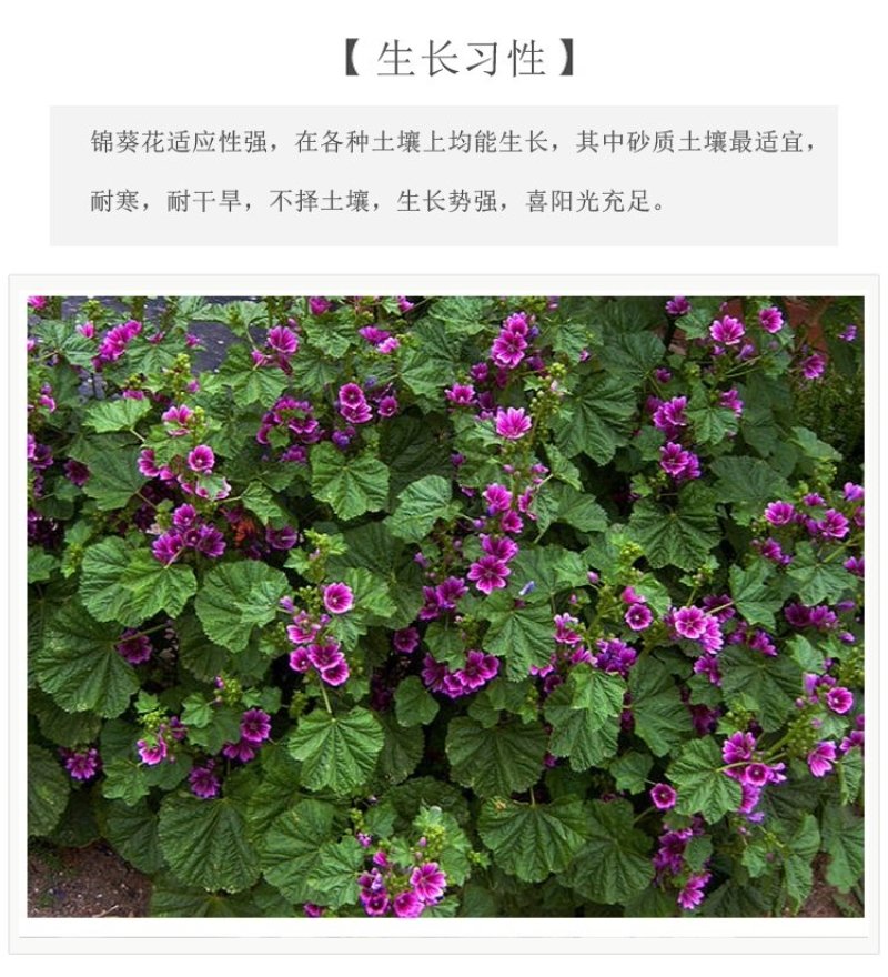 重瓣欧锦葵花种子切花四季种易活花卉花籽