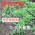 重瓣欧锦葵花种子切花四季种易活花卉花籽
