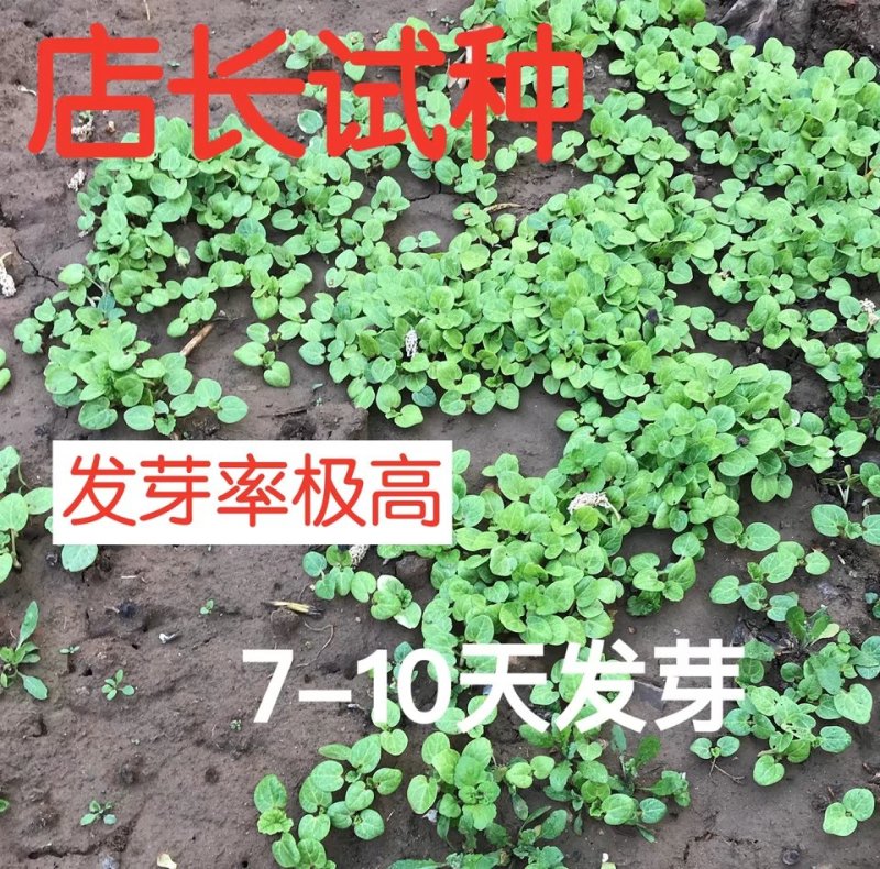 重瓣欧锦葵花种子切花四季种易活花卉花籽
