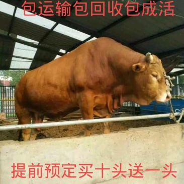 牛犊品种保证价格优惠货到付款自繁自销价格优惠货到付款