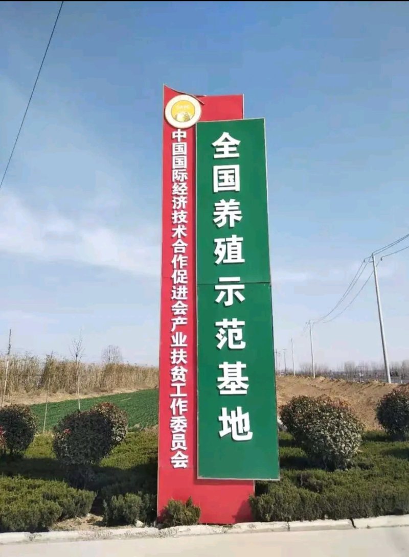 牛犊品种保证价格优惠货到付款自繁自销价格优惠货到付款