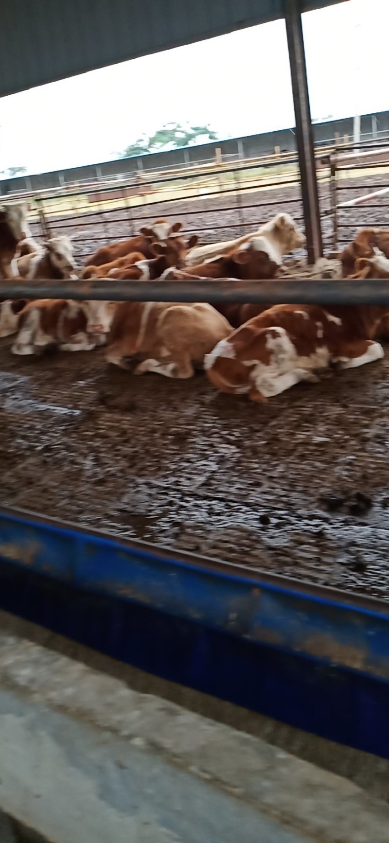 牛犊品种保证价格优惠货到付款自繁自销价格优惠货到付款