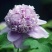 牡丹花种子四季播种四季开花庭院花卉盆栽黑牡丹种子