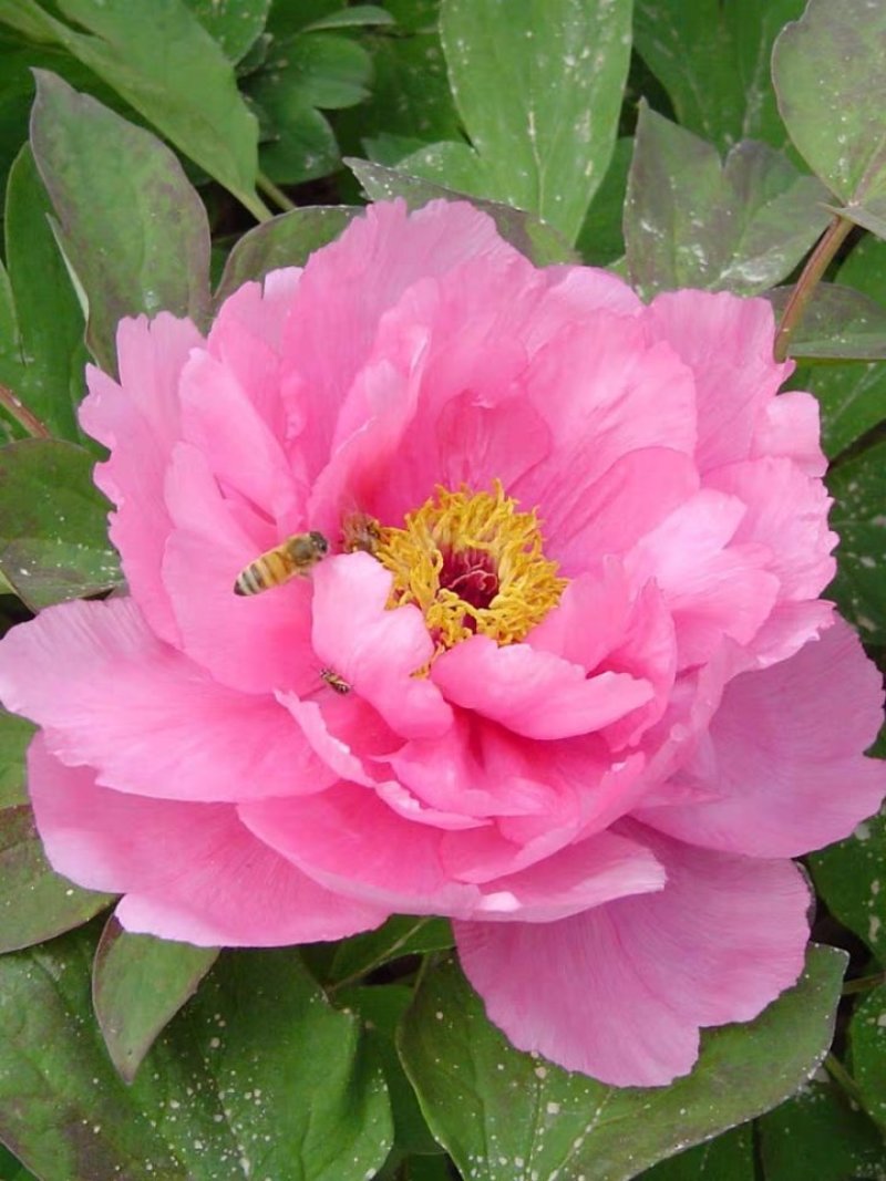 牡丹花种子四季播种四季开花庭院花卉盆栽黑牡丹种子