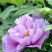 牡丹花种子四季播种四季开花庭院花卉盆栽黑牡丹种子