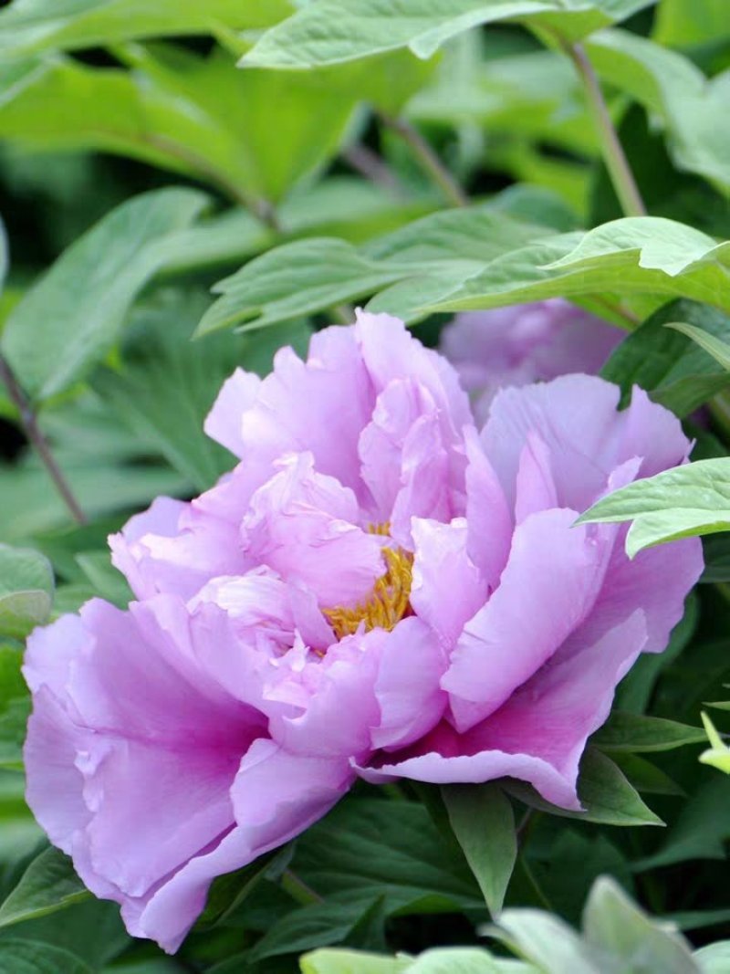 牡丹花种子四季播种四季开花庭院花卉盆栽黑牡丹种子