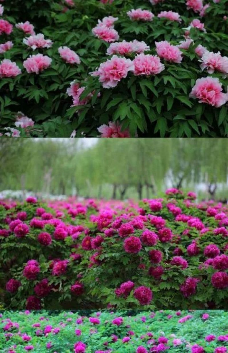 牡丹花种子四季播种四季开花庭院花卉盆栽黑牡丹种子