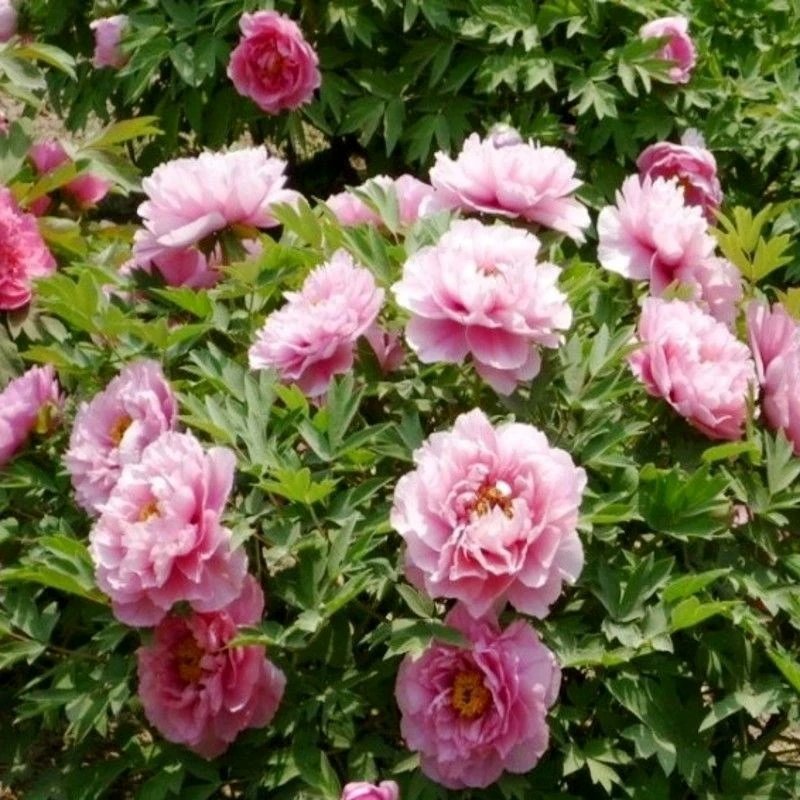 牡丹花种子四季播种四季开花庭院花卉盆栽黑牡丹种子