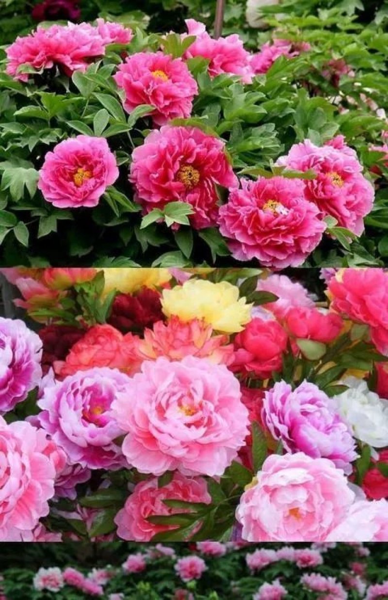 牡丹花种子四季播种四季开花庭院花卉盆栽黑牡丹种子
