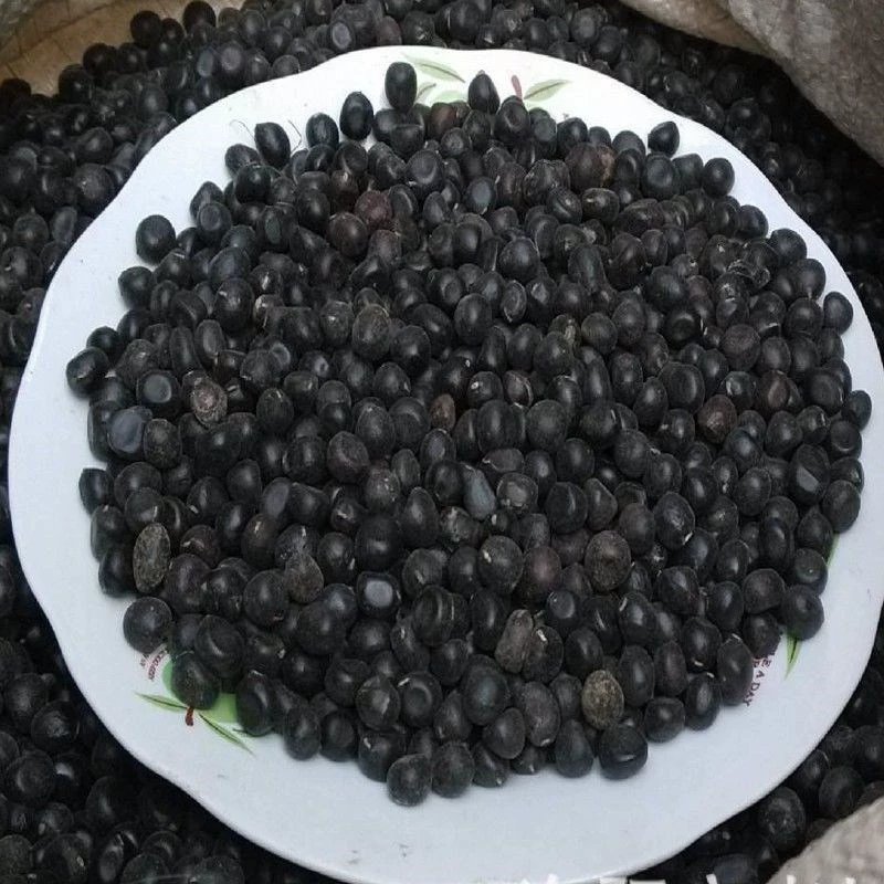 牡丹花种子四季播种四季开花庭院花卉盆栽黑牡丹种子