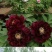 牡丹花种子四季播种四季开花庭院花卉盆栽黑牡丹种子