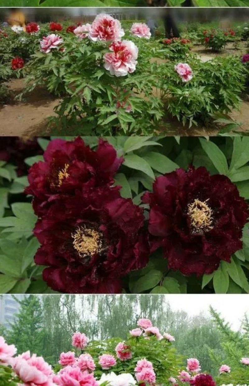 牡丹花种子四季播种四季开花庭院花卉盆栽黑牡丹种子