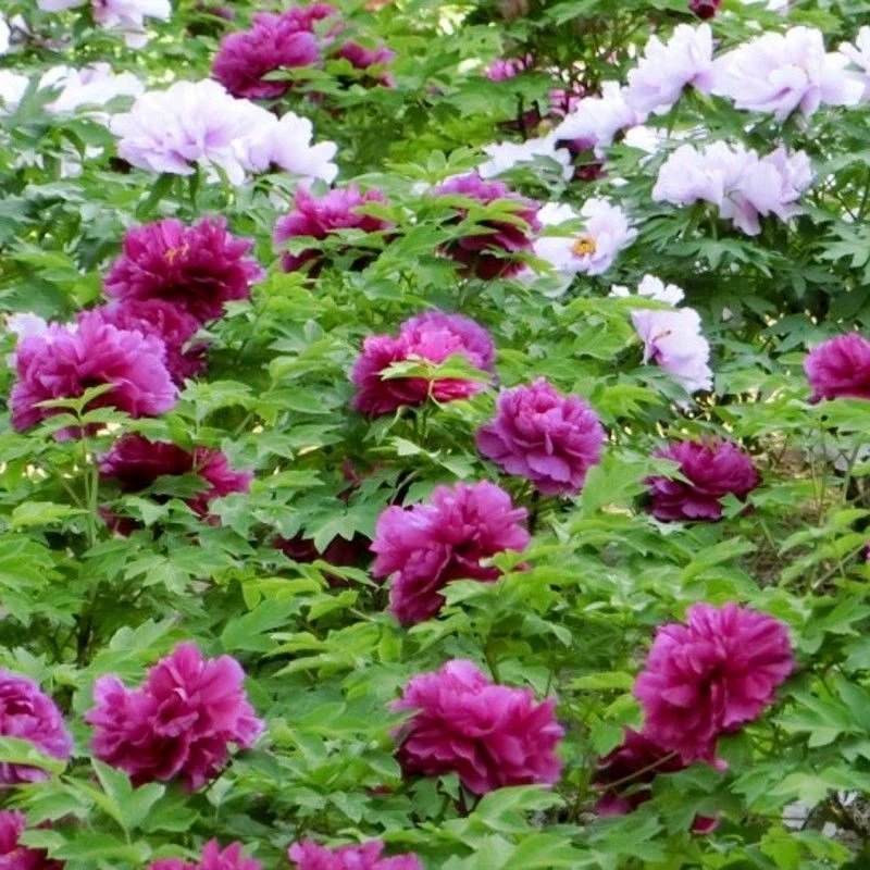 牡丹花种子四季播种四季开花庭院花卉盆栽黑牡丹种子