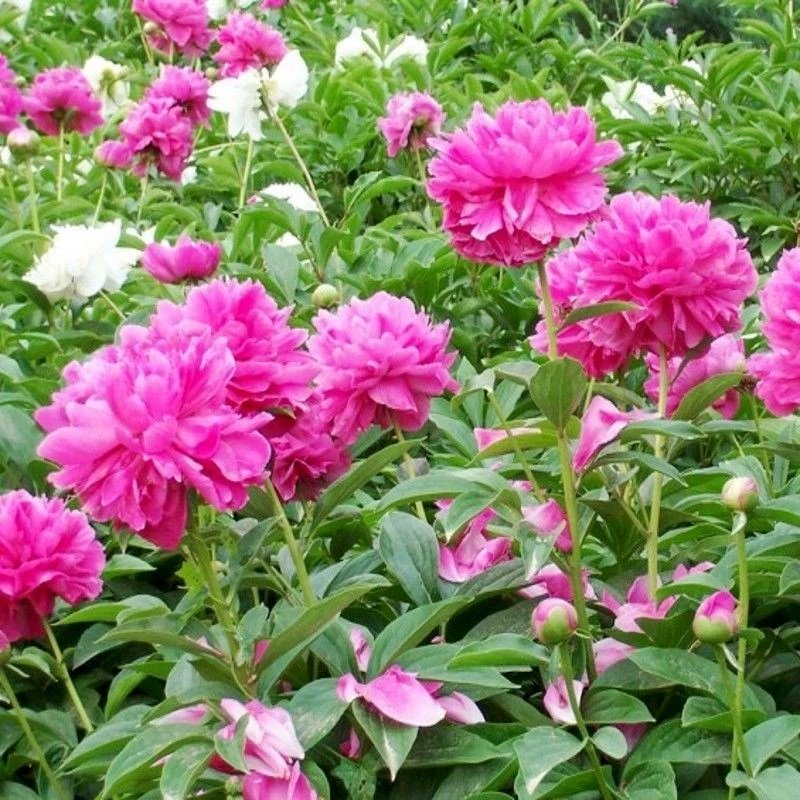 牡丹花种子四季播种四季开花庭院花卉盆栽黑牡丹种子