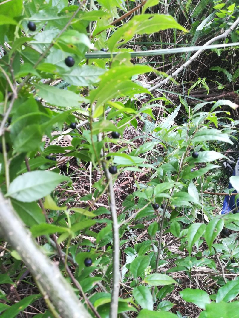 岗梅根秤星树野生