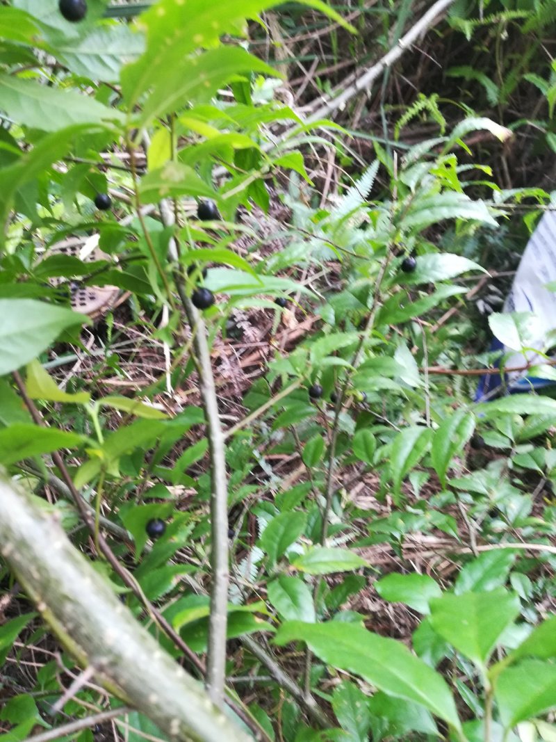 岗梅根秤星树野生