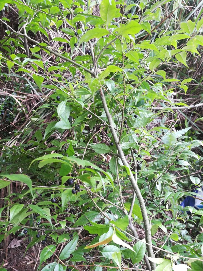 岗梅根秤星树野生