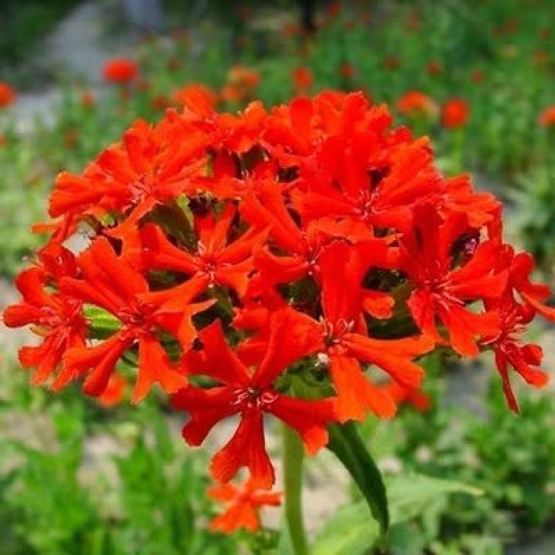 花海专用草花种籽大花剪秋罗种子多年生草本四季可播种剪秋萝