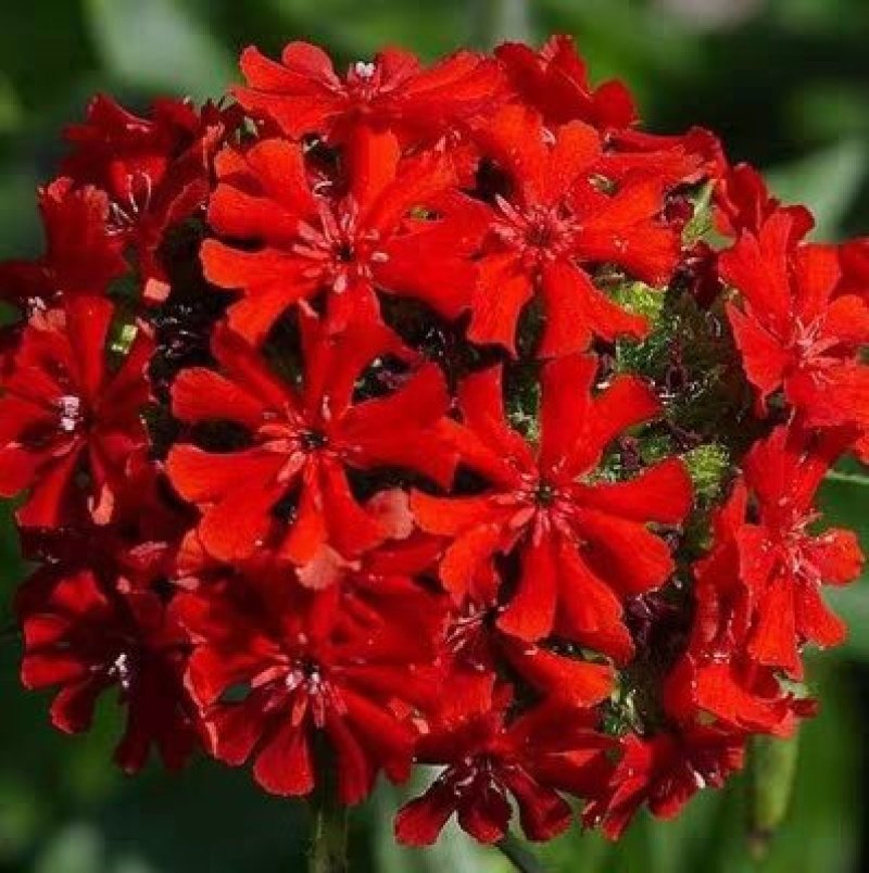 花海专用草花种籽大花剪秋罗种子多年生草本四季可播种剪秋萝