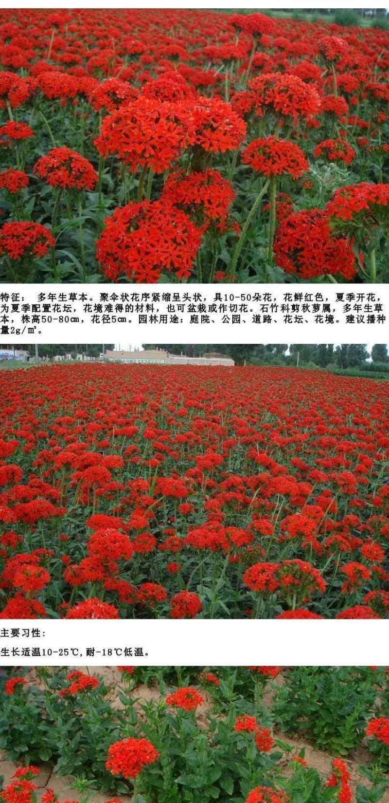 花海专用草花种籽大花剪秋罗种子多年生草本四季可播种剪秋萝