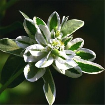 银边翠种子高山积雪种子观叶花卉种籽多年生易种草本植物种籽