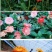 非洲菊花籽盆栽室内阳台庭院四季种植开花不断易活花卉菊花种