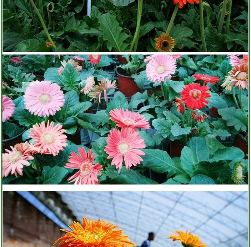 非洲菊花籽盆栽室内阳台庭院四季种植开花不断易活花卉菊花种