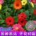 非洲菊花籽盆栽室内阳台庭院四季种植开花不断易活花卉菊花种