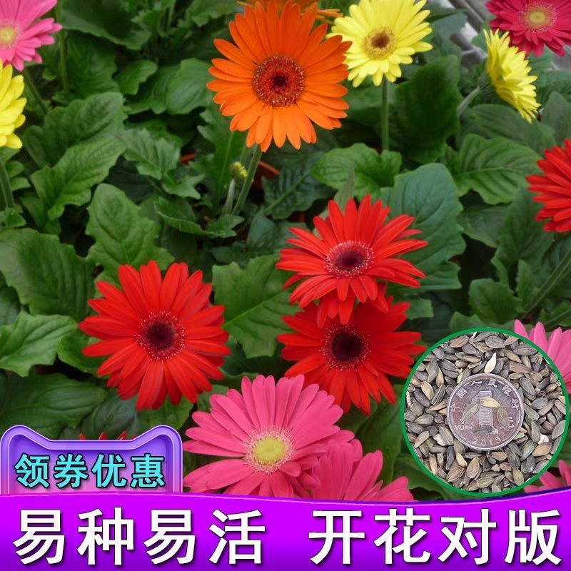 非洲菊花籽盆栽室内阳台庭院四季种植开花不断易活花卉菊花种