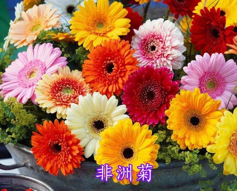 非洲菊花籽盆栽室内阳台庭院四季种植开花不断易活花卉菊花种