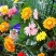 非洲菊花籽盆栽室内阳台庭院四季种植开花不断易活花卉菊花种