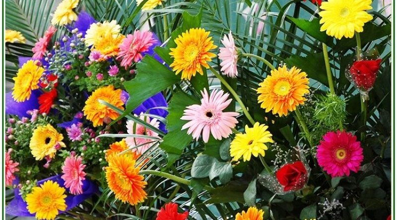 非洲菊花籽盆栽室内阳台庭院四季种植开花不断易活花卉菊花种