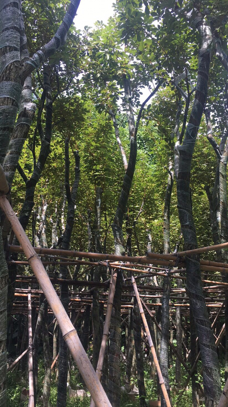 黄花风铃木袋苗地苗容器苗