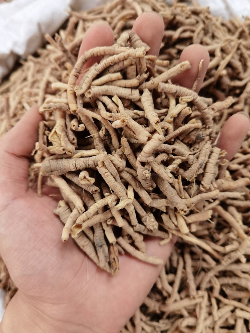 远志远志筒远志正品无硫质量保证规格齐大货批发量大从优