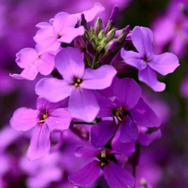 蓝香芥种子油菜花籽花海四季种易活耐寒景观花种子籽开花不断