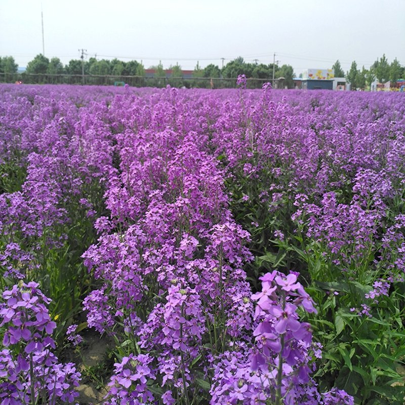 蓝香芥种子油菜花籽花海四季种易活耐寒景观花种子籽开花不断