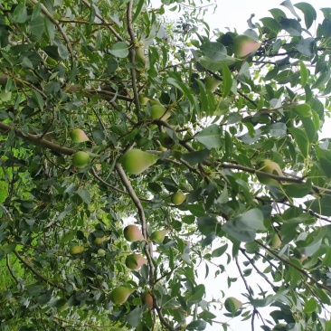 红梨，日面红梨，大量有货要联系