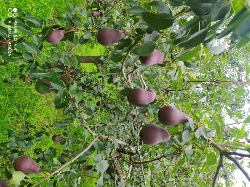红梨，日面红梨，大量有货要联系