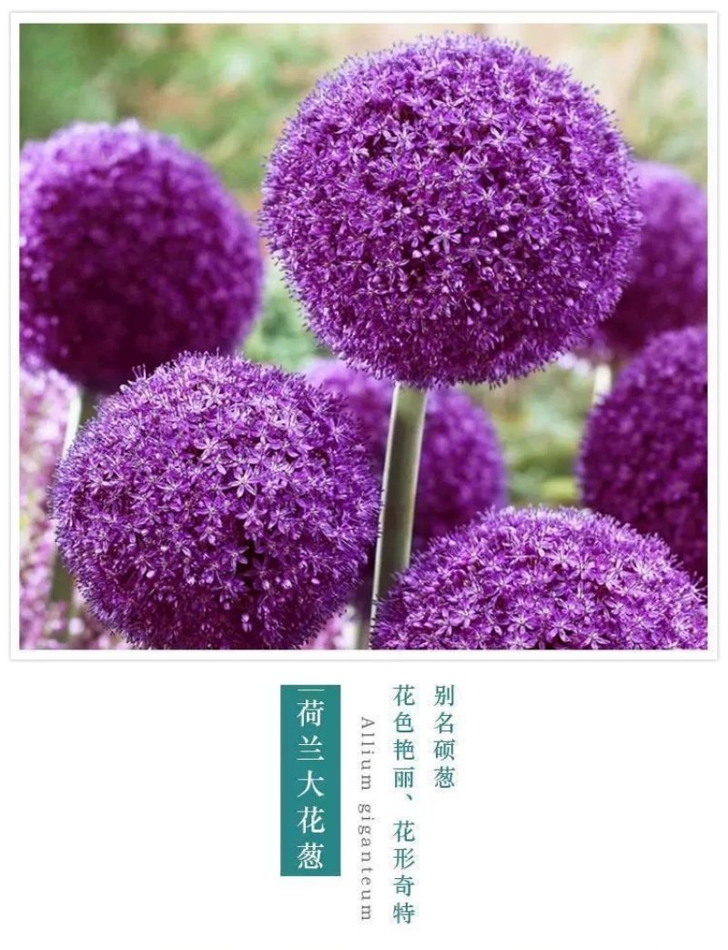 大花葱种子四季开花易种植花卉绿植庭院盆栽花园花海植物
